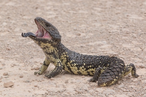 Shingleback Lizard reference