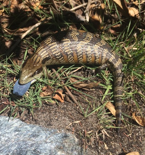 Eastern Blue-Tongued Lizard reference