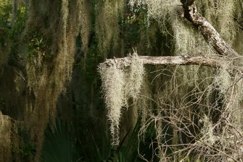 Spanish Moss reference