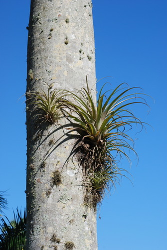 Giant Airplant reference