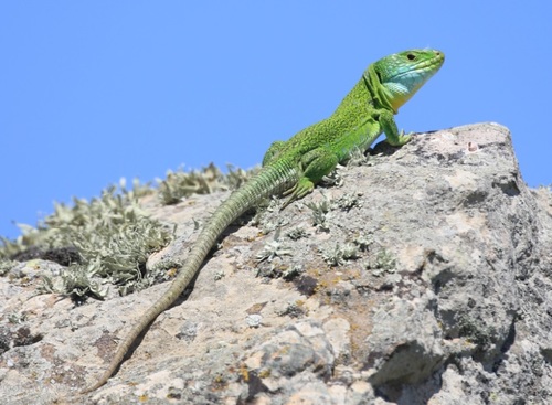 Algerian Ocellated Lizard reference
