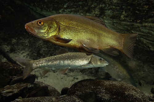 Tench reference