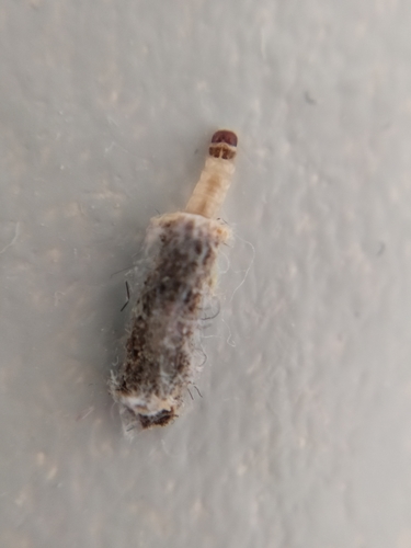 Case-bearing Clothes Moth reference