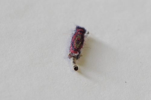 Common Clothes Moth reference