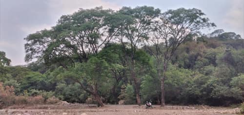 Tipu Tree reference