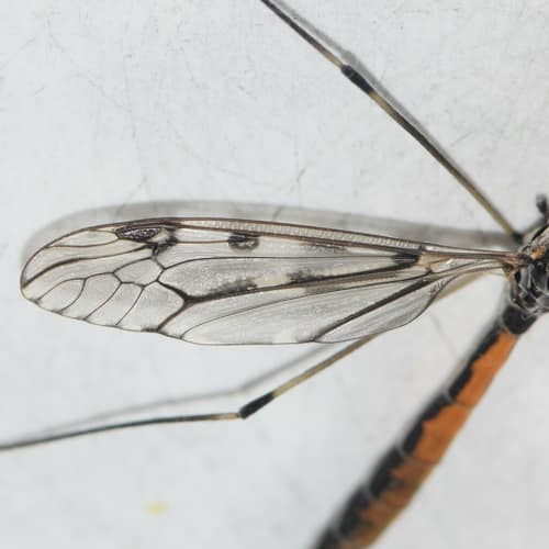 Giant Crane Fly reference
