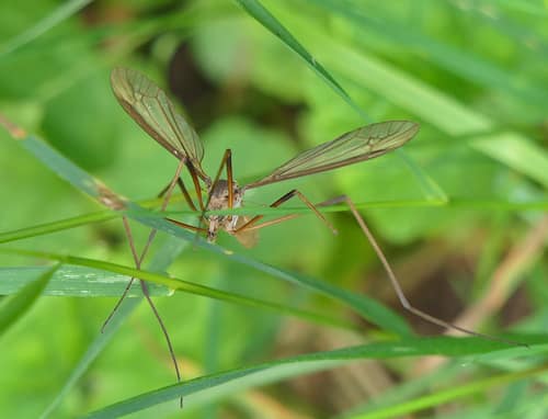 Common Crane Fly reference