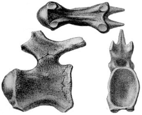 Titanosaurus reference