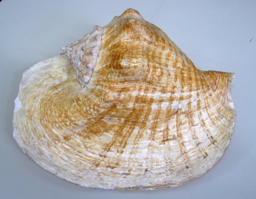 Goliath Conch reference