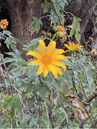 Tree Marigold reference