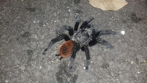 Mexican Redrump Tarantula reference