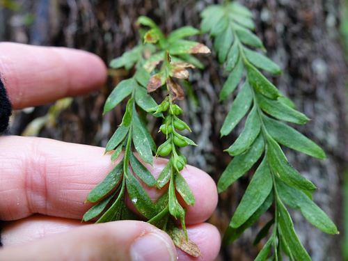 Fork Fern reference
