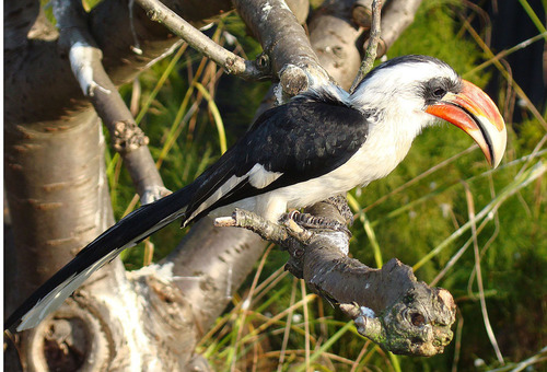Von der Decken's Hornbill reference