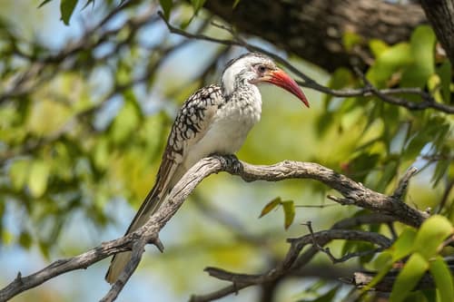 Red-billed Hornbill reference
