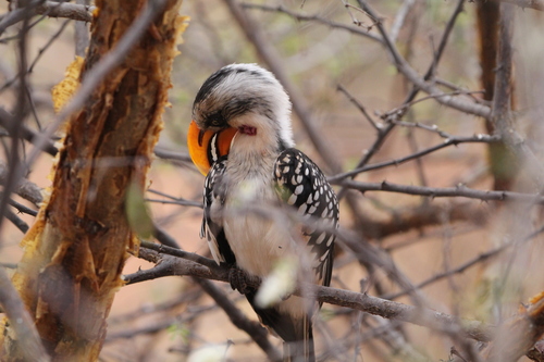 Yellow-Billed Hornbill reference
