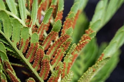 King Fern reference