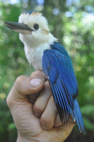 Pacific Kingfisher reference