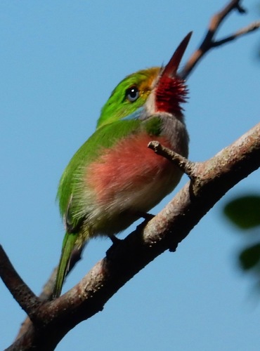 Cuban Tody reference