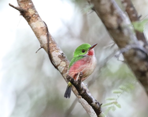 Broad-billed Tody reference