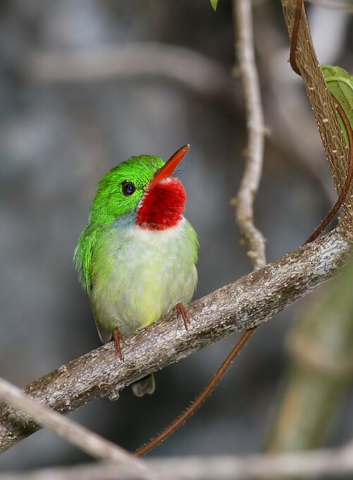 Jamaican Tody reference