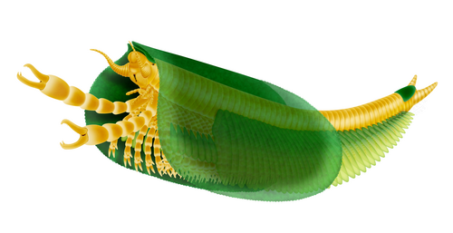 Tokummia reference