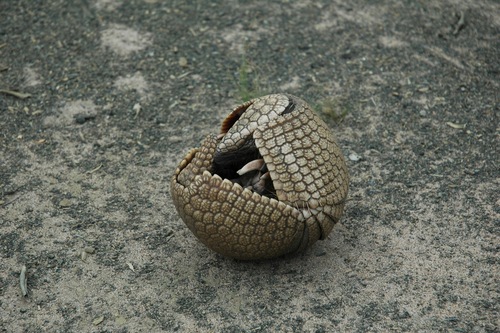 Brazilian Three-banded Armadillo reference