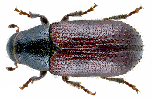 Pine Shoot Beetle reference