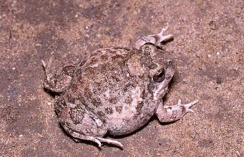 Tremolo Sand Frog reference