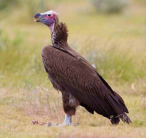 Lappet-faced Vulture reference