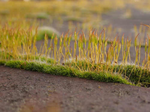 Wall Screw-moss reference