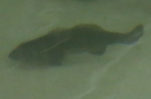 Totoaba reference