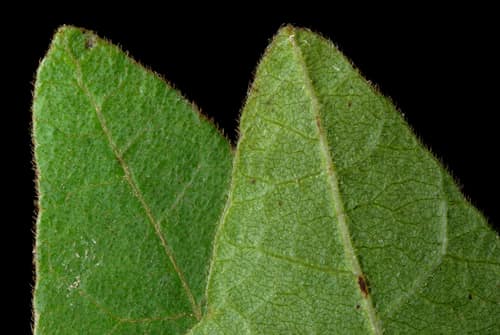 Poison Oak reference