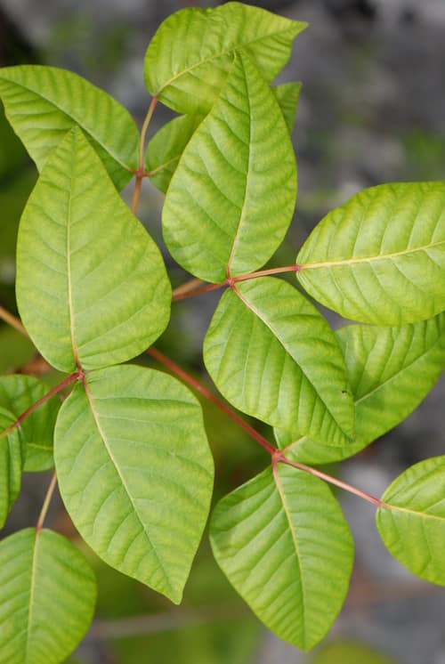 Poison Ivy reference