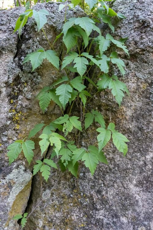 Western Poison Ivy reference