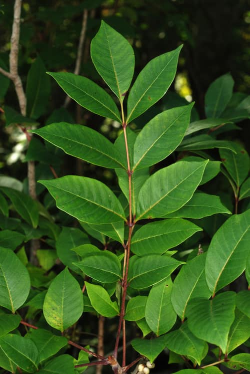 Poison Sumac reference
