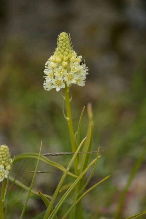 Meadow Deathcamas reference