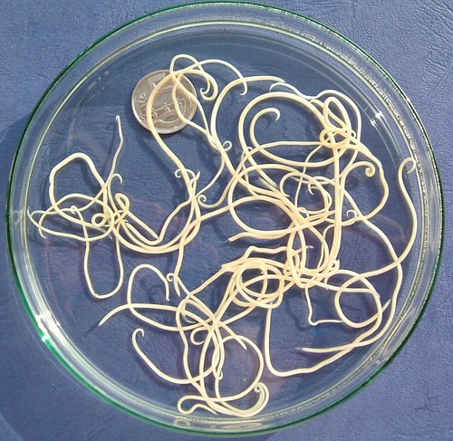 Dog Roundworm reference