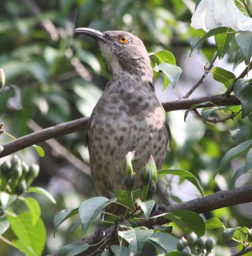 Curve-billed Thrasher reference