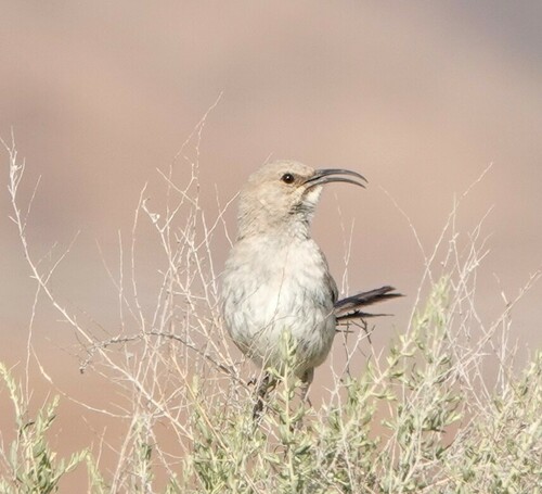 LeConte's Thrasher reference