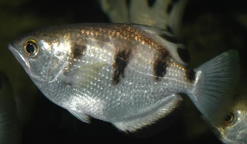 Banded Archerfish reference