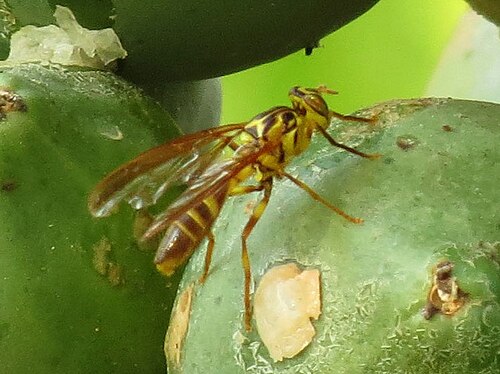 Papaya Fruit Fly reference