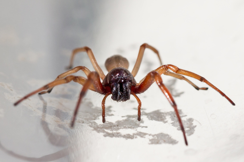 Broad-faced Sac Spider reference