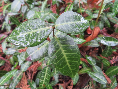 Asian Jasmine reference