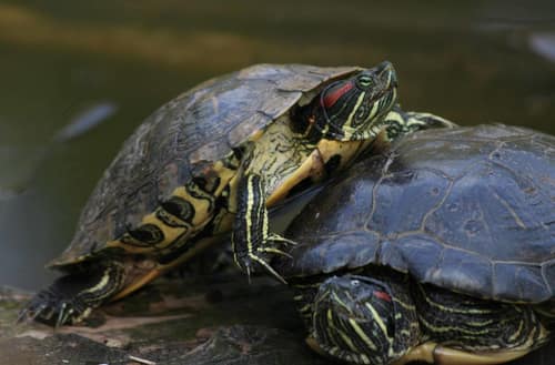 Red-Eared Slider reference