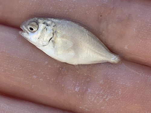 Florida Pompano reference