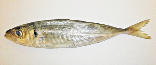 Mediterranean Horse Mackerel reference