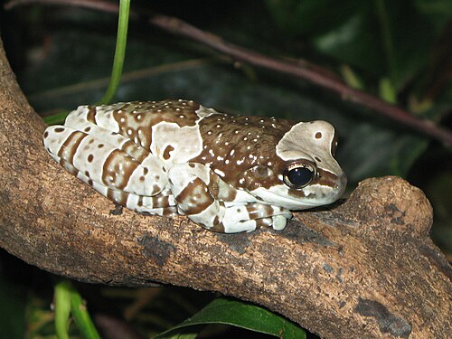Mission Golden-eyed Tree Frog reference