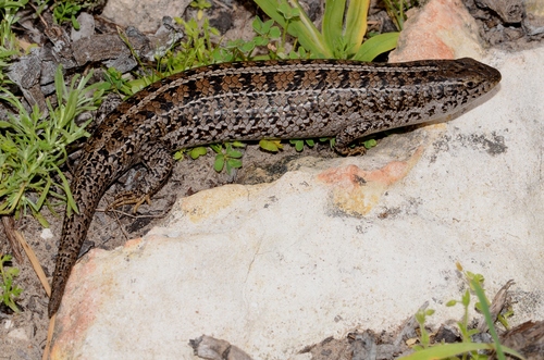 Cape Skink reference