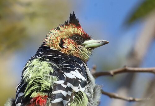 Crested Barbet reference
