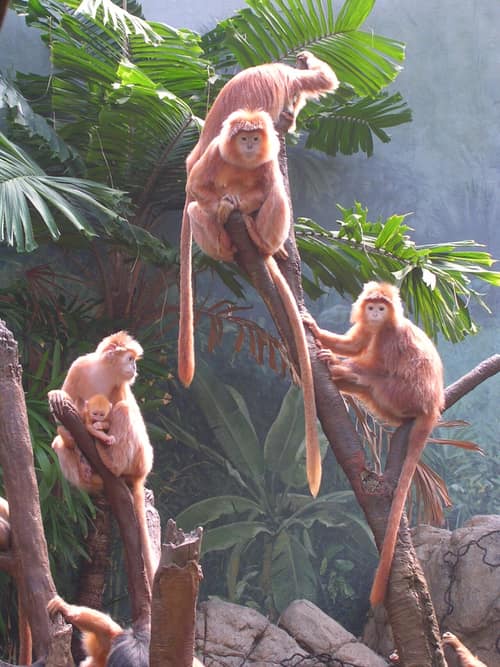 Javan Lutung reference